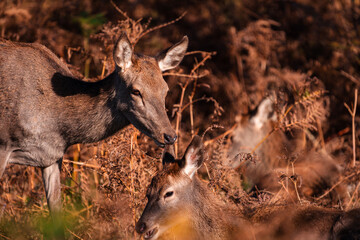 red deer doe with fawn