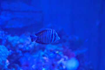 Ornamental fresh water Sailfin Tang fish