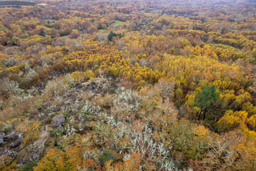 Fototapeta premium Aerial view of a colorful autumn forest with lichen and birch trees The Concept of seasonal beauty.