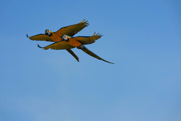 Parrots and macaws are kept as pets until people trust them enough not to fly away, then they are released to fly freely in the air. © nopwaratch