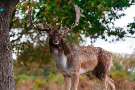 fallow deer stag in woods
