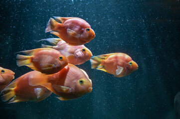 Ornamental fresh water blood parrot cichlids fish