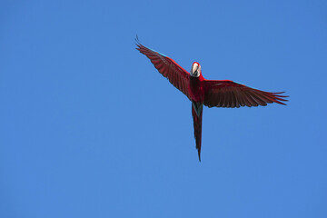 Parrots and macaws are kept as pets until people trust them enough not to fly away, then they are released to fly freely in the air. © nopwaratch