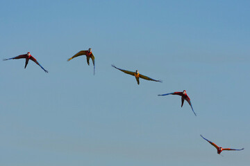 Parrots and macaws are kept as pets until people trust them enough not to fly away, then they are released to fly freely in the air. © nopwaratch