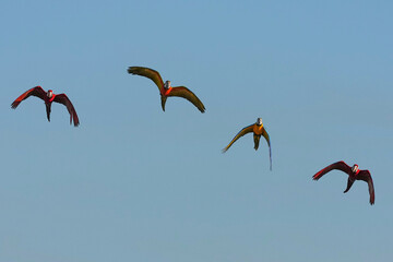 Parrots and macaws are kept as pets until people trust them enough not to fly away, then they are released to fly freely in the air. © nopwaratch