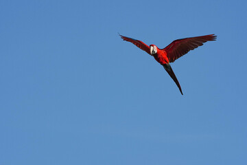 Parrots and macaws are kept as pets until people trust them enough not to fly away, then they are released to fly freely in the air.
