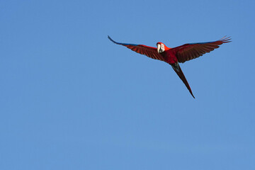 Parrots and macaws are kept as pets until people trust them enough not to fly away, then they are released to fly freely in the air.