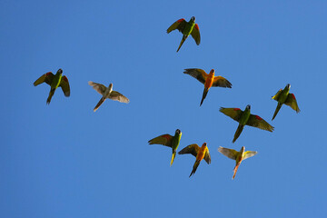 Parrots and macaws are kept as pets until people trust them enough not to fly away, then they are released to fly freely in the air. © nopwaratch