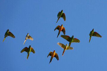 Parrots and macaws are kept as pets until people trust them enough not to fly away, then they are released to fly freely in the air. © nopwaratch