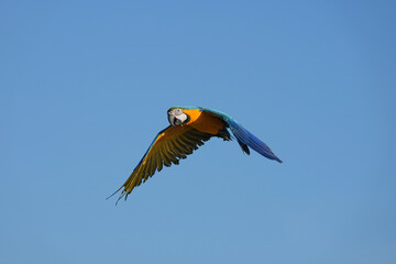 Parrots and macaws are kept as pets until people trust them enough not to fly away, then they are released to fly freely in the air.