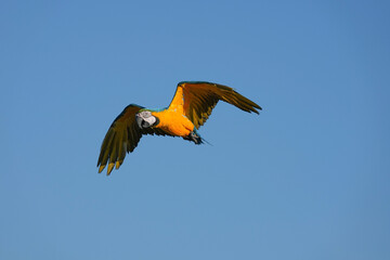 Parrots and macaws are kept as pets until people trust them enough not to fly away, then they are released to fly freely in the air. © nopwaratch