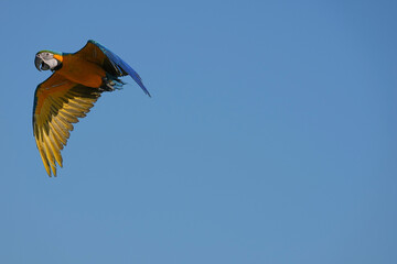 Parrots and macaws are kept as pets until people trust them enough not to fly away, then they are released to fly freely in the air. © nopwaratch