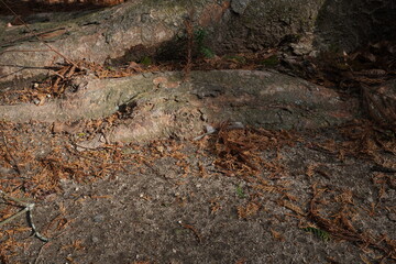 Obraz premium A rock with a lot of leaves on it. The leaves are brown and scattered all over the rock