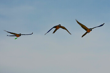 Parrots and macaws are kept as pets until people trust them enough not to fly away, then they are released to fly freely in the air. © nopwaratch