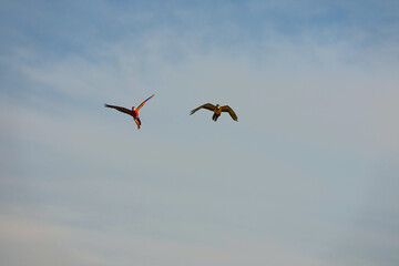 Parrots and macaws are kept as pets until people trust them enough not to fly away, then they are released to fly freely in the air.
