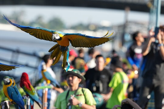 Bird show at Wat Chinwararam, Pathum Thani Province, November 22, 2025.