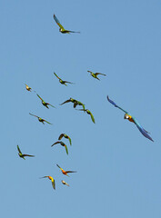 Parrots and macaws are kept as pets until people trust them enough not to fly away, then they are released to fly freely in the air.