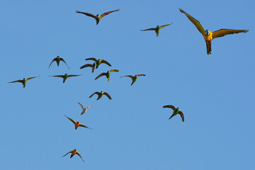 Parrots and macaws are kept as pets until people trust them enough not to fly away, then they are released to fly freely in the air.