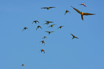 Parrots and macaws are kept as pets until people trust them enough not to fly away, then they are released to fly freely in the air.