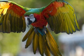 Parrots and macaws are kept as pets until people trust them enough not to fly away, then they are released to fly freely in the air. © nopwaratch