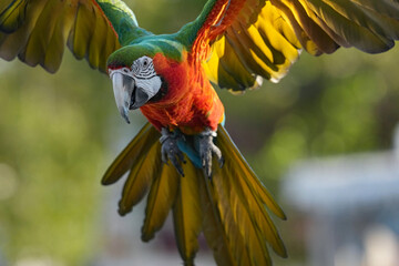Parrots and macaws are kept as pets until people trust them enough not to fly away, then they are released to fly freely in the air. © nopwaratch