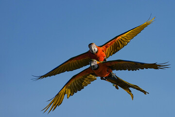 Parrots and macaws are kept as pets until people trust them enough not to fly away, then they are released to fly freely in the air.