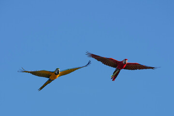 Parrots and macaws are kept as pets until people trust them enough not to fly away, then they are released to fly freely in the air.