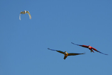 Parrots and macaws are kept as pets until people trust them enough not to fly away, then they are released to fly freely in the air.