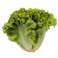 resh Green Lettuce Head Isolated on White Background