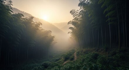 Misty bamboo forest at sunrise. Sunlight filters through dense bamboo grove, illuminating a valley path