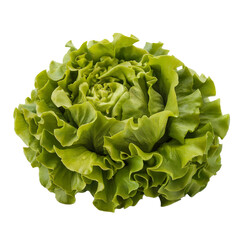 resh Green Lettuce Head Isolated on White Background