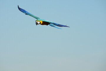 Parrots and macaws are kept as pets until people trust them enough not to fly away, then they are released to fly freely in the air.