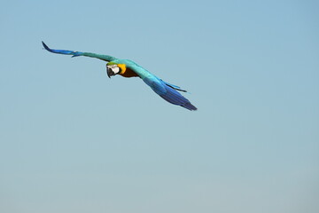 Parrots and macaws are kept as pets until people trust them enough not to fly away, then they are released to fly freely in the air.