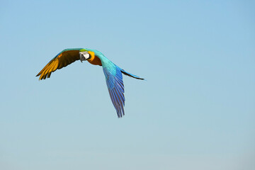 Parrots and macaws are kept as pets until people trust them enough not to fly away, then they are released to fly freely in the air.
