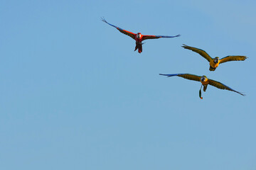Parrots and macaws are kept as pets until people trust them enough not to fly away, then they are released to fly freely in the air. © nopwaratch