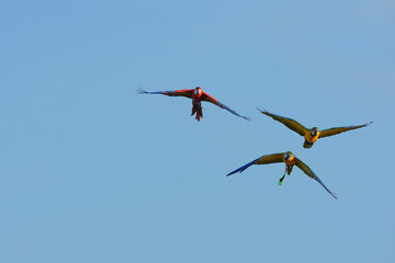Parrots and macaws are kept as pets until people trust them enough not to fly away, then they are released to fly freely in the air. © nopwaratch