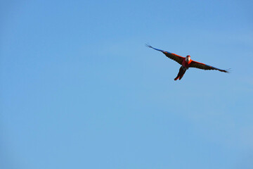 Parrots and macaws are kept as pets until people trust them enough not to fly away, then they are released to fly freely in the air.