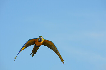 Parrots and macaws are kept as pets until people trust them enough not to fly away, then they are released to fly freely in the air.