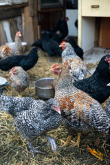 Free Range Chickens in Farmyard