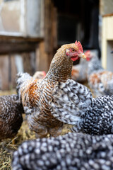 Domestic Chicken Portrait on Farm