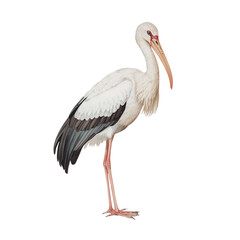 Fototapeta premium A detailed watercolor illustration of a white stork, showcasing its long legs, slender neck, and delicate feathers, standing upright. Isolated on a white background.