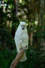 A yellow-crested cockatoo perched on a tree branch at a zoo in Lombok, Indonesia, on a bright and fresh morning.