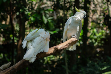 A yellow-crested cockatoo perched on a tree branch at a zoo in Lombok, Indonesia, on a bright and fresh morning. © Bunayardi