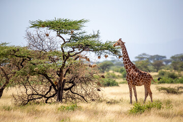 A somalia giraffes eat the leaves of acacia trees © Vok Kevin