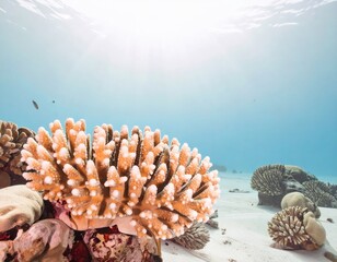 Vibrant Underwater Coral Reef with Sunlight Rays and Sandy Seabed