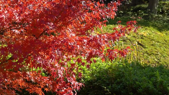 The Beautiful Maple Leaf Tree in Japan