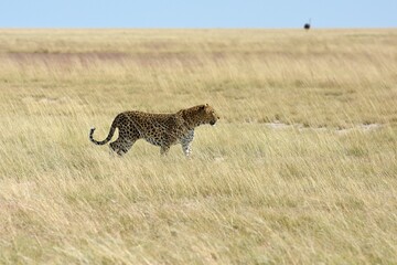 Leopard (panthera pardus) im Etoscha Nationalpark in Namibia