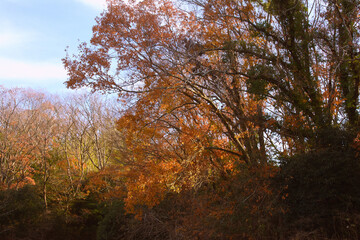 兵庫県・日本で一番ため池の多い県、晩秋の林