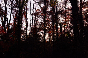 兵庫県・日本で一番ため池の多い県、晩秋の林