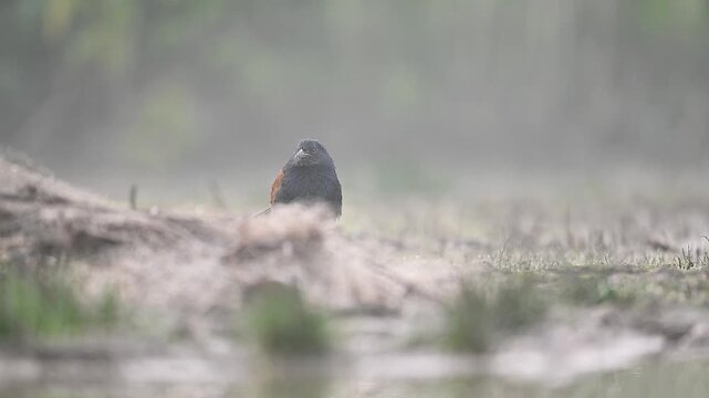 A Greater Coucal stands near water in the wetland at dawn, blending strong form with tranquil morning tones.